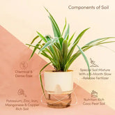 Spider Plant